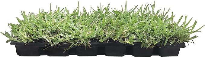 St. Augustine 'Floratam' 3 Inch Sod Plugs - 6 Extra Large Live Plugs - Drought, Salt and Shade Tolerant Turf Grass