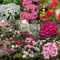 100+ Perennial Pentas Seeds for Planting Outdoor-Pentas Lanceolata Flowers Seeds Non-GMO -Egyptian Star Cluster Seed Lucky Star for Outdoor Garden