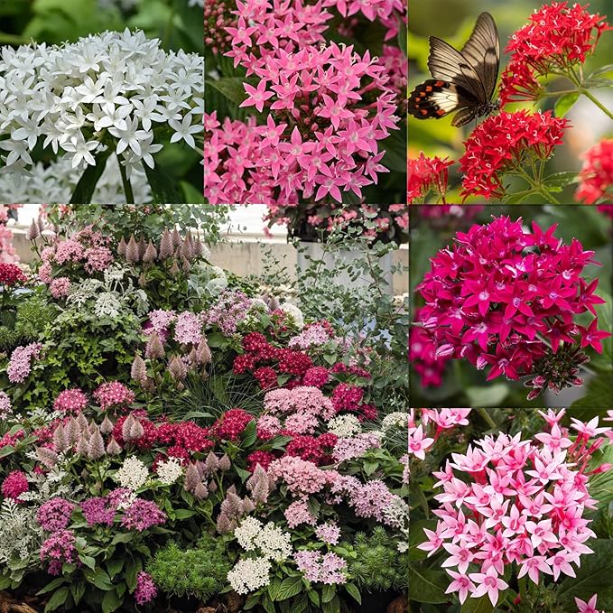 100+ Perennial Pentas Seeds for Planting Outdoor-Pentas Lanceolata Flowers Seeds Non-GMO -Egyptian Star Cluster Seed Lucky Star for Outdoor Garden
