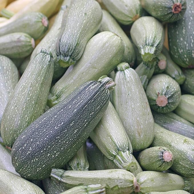 Grey Zucchini Summer Squash Garden Seeds - 4 g Packet ~30 Seeds - Non-GMO, Heirloom - Vegetable Gardening Seed - Gray