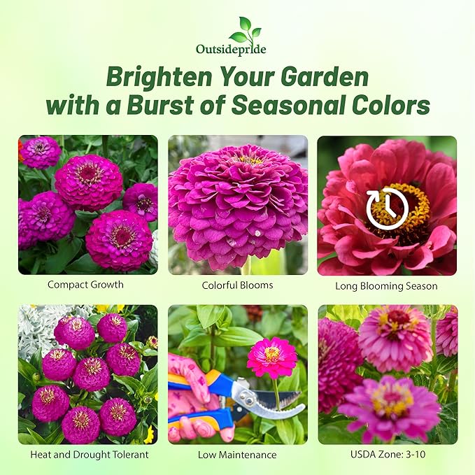 Outsidepride Purple Lilliput Zinnia Seeds - 1000 Pieces Annual, Drought Tolerant Flower Seeds for Planting Outdoors w/Pom-Pom-Like Compact Double Blooms for Borders & Containers, Pollinator Friendly