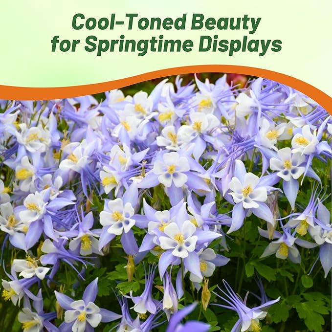 Outsidepride Blue Star Columbine Seeds - 2000 Pcs Perennial, Easy to Grow Flower Seeds for Planting, Suitable for Pollinator-Friendly Garden, Cut Floral Arrangements, Ground Covers, or Borders