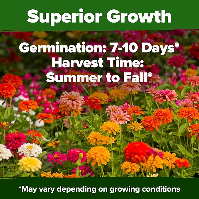HOME GROWN Zinnia Dahlia Seeds Pack for 2026 Non GMO 524 Flower Seeds | Vibrant Zinnia Elegans for Pollinator Gardens, Borders & Containers | Easy-to-Grow Outdoor Blooms
