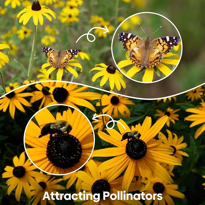 Black Eyed Susan Seeds, Perennial Rudbeckia Hirta Yellow Flower for Attract Pollinators, Non-GMO, Heirloom Wildflowers Seeds, USDA Zone 3-9, 2g