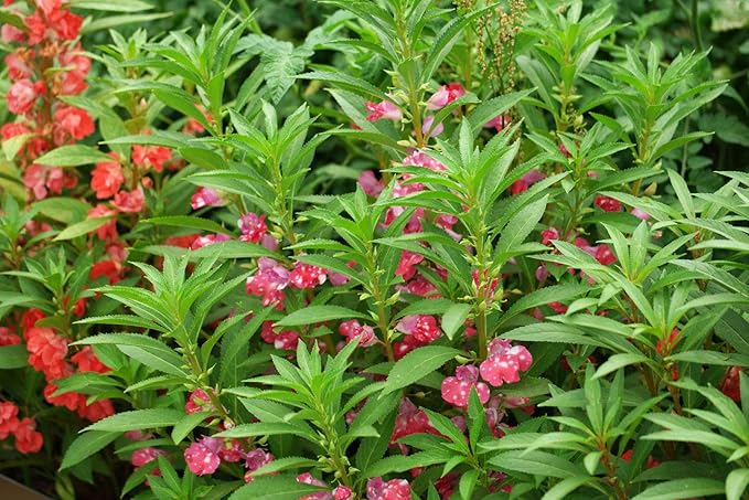 KIRA SEEDS - Seeds Balsam Camellia Flowered Mix - Impatiens balsamina - Annual Flowers for Planting - GMO Free
