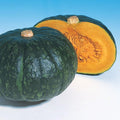Squash Seeds - Japanese, Winter - Hokkori 133 - Hybrid - 4 Oz ~576 Seeds - Non-GMO, F1 Hybrid - Asian Garden Vegetable