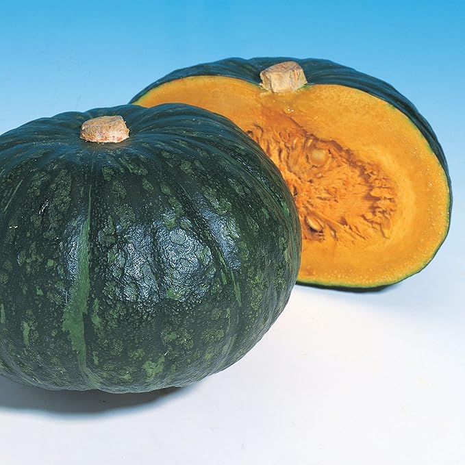 Squash Seeds - Japanese, Winter - Hokkori 133 - Hybrid - 4 Oz ~576 Seeds - Non-GMO, F1 Hybrid - Asian Garden Vegetable