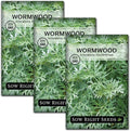 Sow Right Seeds - Wormwood Seeds for Planting - Non-GMO Heirloom Packet with Instructions to Plant & Grow an Outdoor or Indoor Herb Garden - Sagewort Repels Mosquitoes - Medicinal Worm Wood Herb (3)