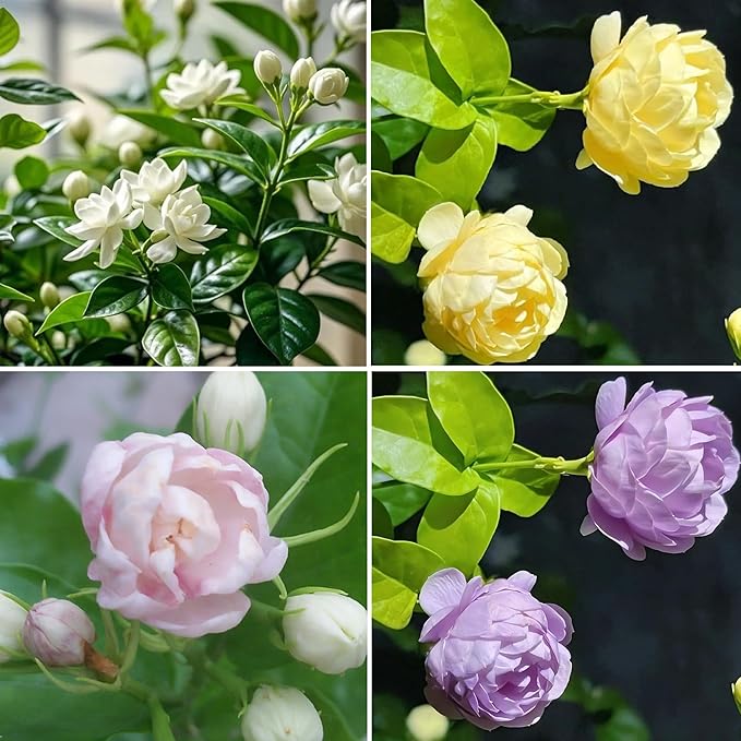 Climbing Jasmine Seeds for Planting, 400+pcs Fragrant Climber Jasmine Perennial Flower Seeds Plants, Heirloom Non-GMO Beauty Climbing Flowers for Home Garden Outdoors