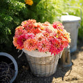 Eden Brothers Zinnia Seeds - Cactus Pink Shades, Non-GMO Seeds for Planting, Packet | Low-Maintenance Flower Seeds, Plant During Spring, Zones 3, 4, 5, 6, 7, 8, 9, 10
