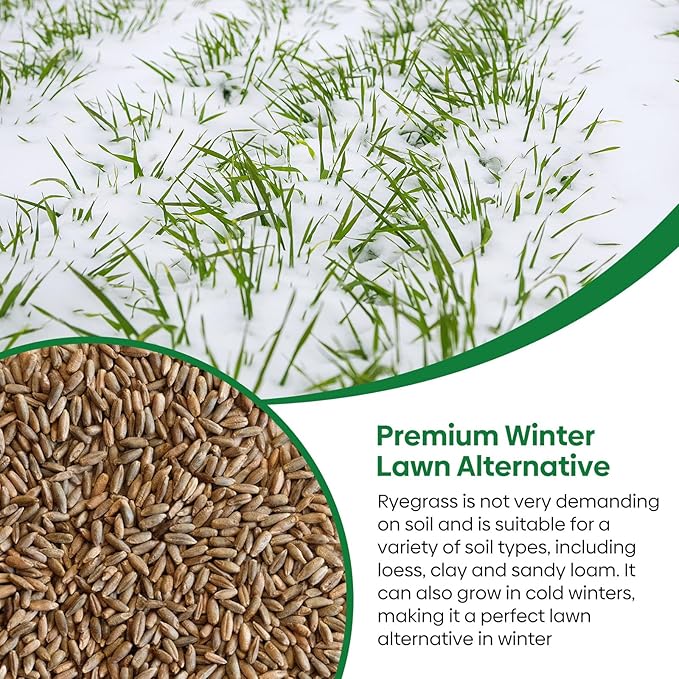 Groundio Winter Rye Seeds, 3lbs Non-GMO Cover Crop Seeds, Annual Secale Cereale to Plant for Lawn Alternative, Rye Grass Seed Grown in The USA
