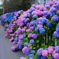 30pcs Blue Pink Purple Hydrangea Seeds - Stunning and Resilient Perennial Flowers for Your Garden