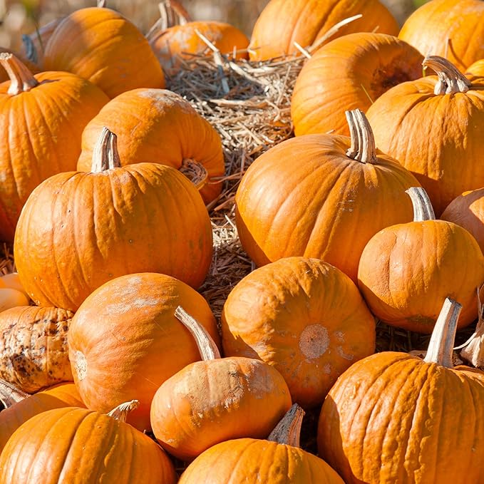 Cherokee Bush Pumpkin Seeds - 4 g Packet ~30 Seeds - Non-GMO - Vegetable Garden - Cucurbita Pepo
