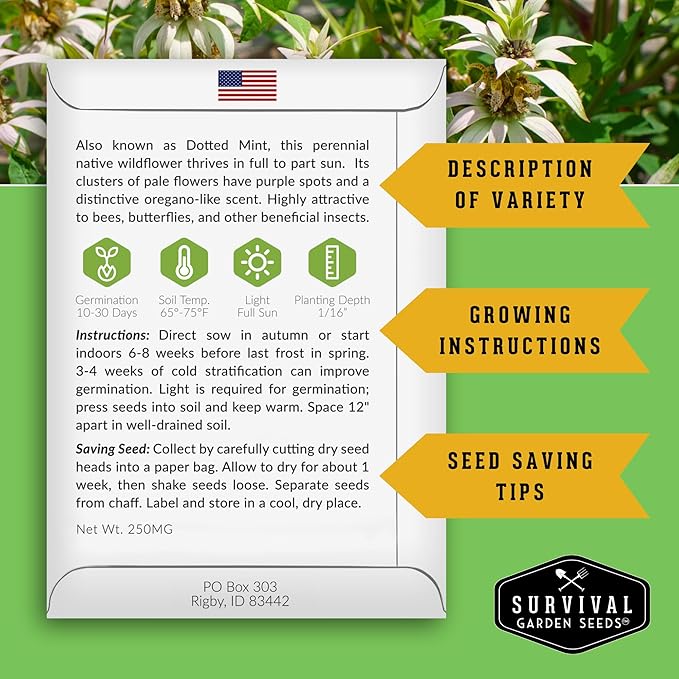 Survival Garden Seeds - Spotted Bee Balm Seed for Planting - 2 Packets with Instructions to Plant & Grow Monarda Punctata Your Home Herb Garden - Dotted Mint Wildflower Non-GMO Heirloom Variety