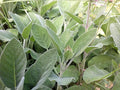 Sage Seed, Broad Leaf, Heirloom, Non GMO, 100+ Seeds, Sage Herb, Spice, Country Creek Acres