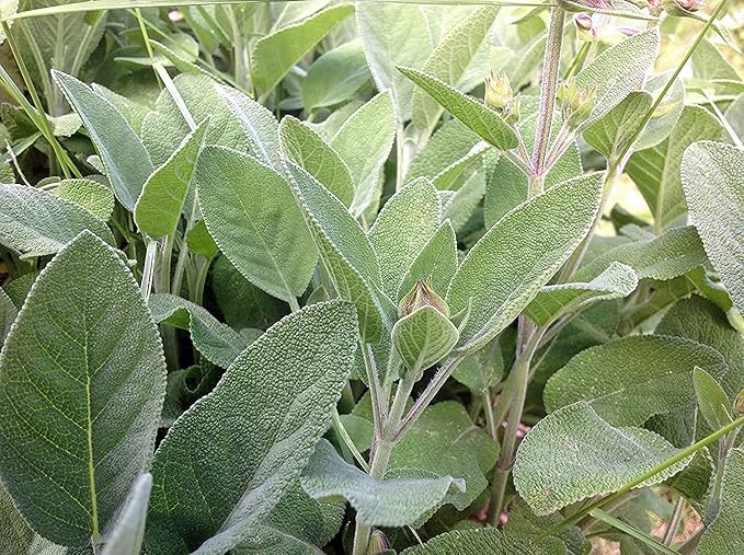 Sage Seed, Broad Leaf, Heirloom, Non GMO, 100+ Seeds, Sage Herb, Spice, Country Creek Acres