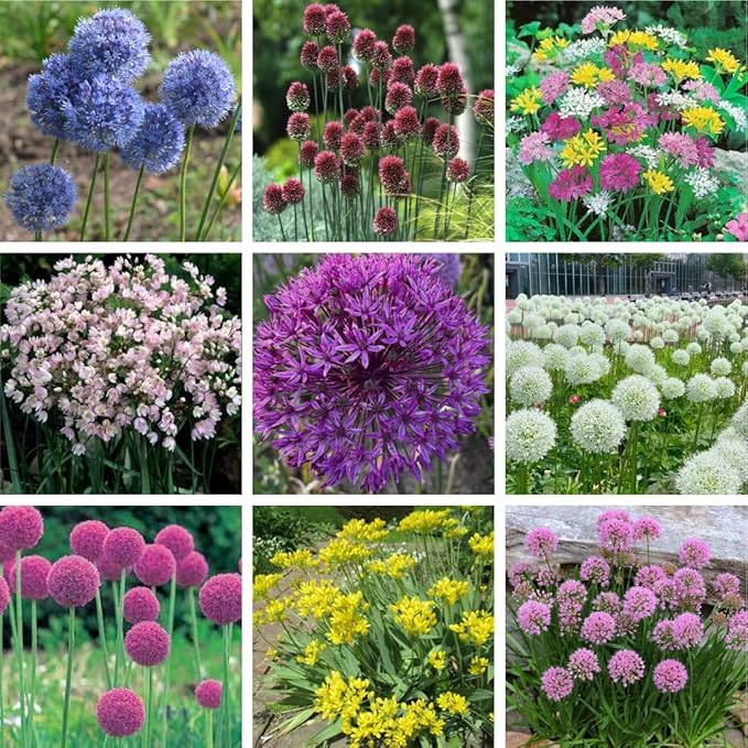 30 Mixed Allium Bulbs, Ornamental Allium Bulbs, Mix Perennial Flowering Onion Alliums Bulb, Easy to Grow, Colorful Flower Bulbs for Spring Blooms, Gardens, Pots and Landscaping