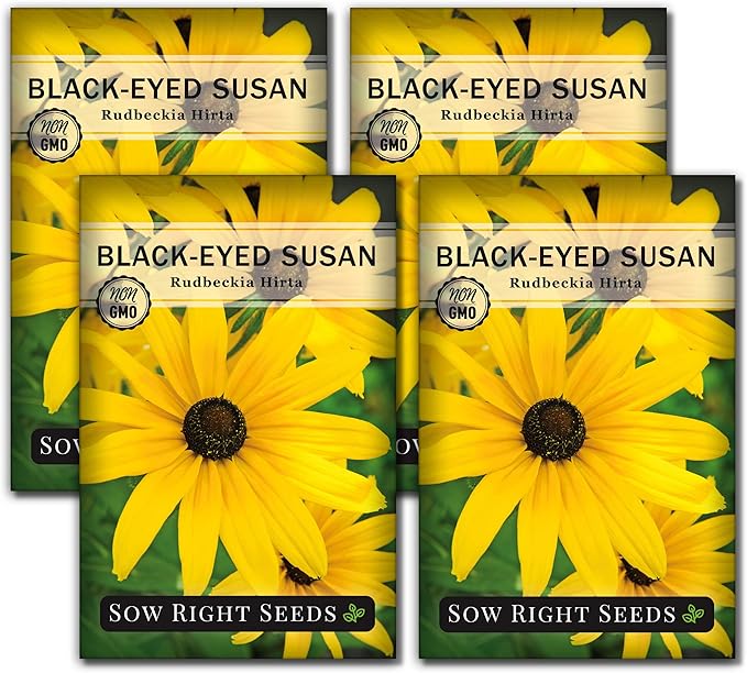 Sow Right Seeds - Black Eyed Susan Flower Seeds for Planting - Non-GMO Heirloom Seeds Packet to Plant a Home Garden - Perennial Wildflowers Attract Pollinators to Yard - Yellow with White Centers (4)