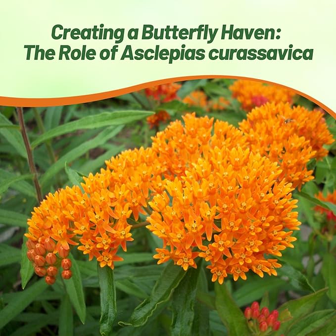 Outsidepride Tropical Milkweed Seeds - 1000 Pcs Perennial, Heat & Humid Tolerant, Pollinator-Friendly Wildflower Seeds, Ideal for Monarch Butterflies, Cut Flowers, Borders, or Meadows