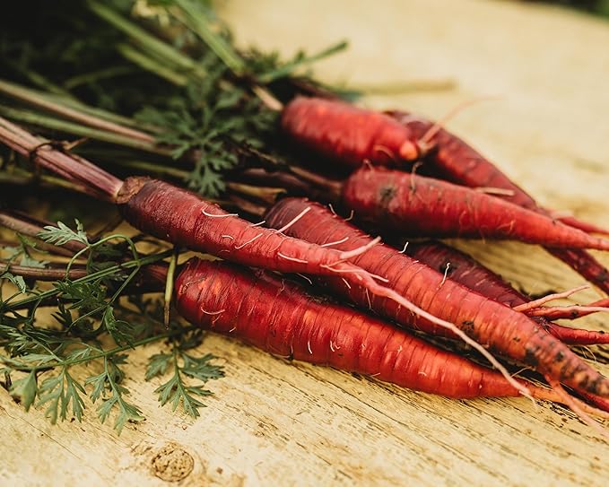 Dragon Red Carrot - 150 Seeds - Rare Heirloom & Open-Pollinated Variety, Non-GMO Vegetable Seeds for Planting Indoors or Outdoors in Containers or The Home Garden, Thresh Seed Company