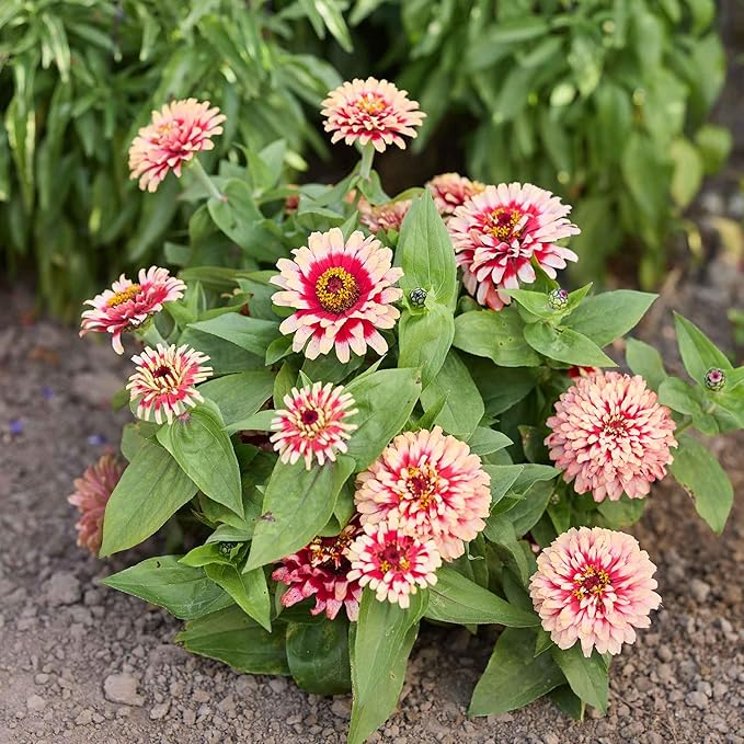 Eden Brothers Zinnia Seeds - Swizzle Cherry & Ivory