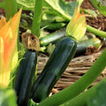 Black Beauty Zucchini Summer Squash Garden Seeds - 1 Oz - Non-GMO, Heirloom - Vegetable Gardening Seed