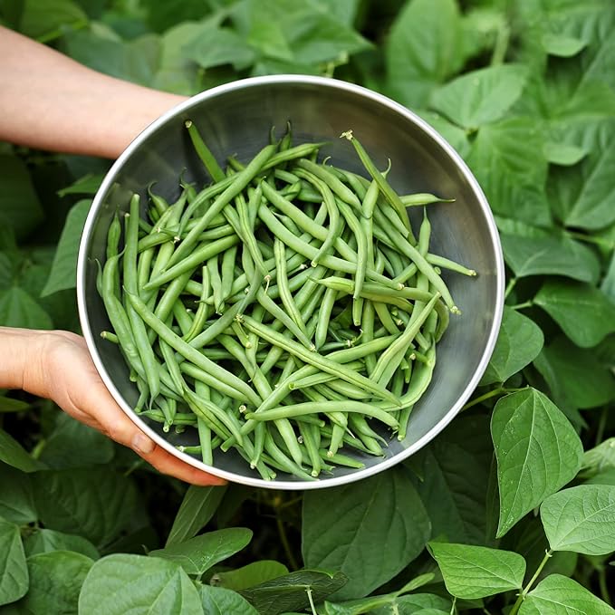 Park Seed Organic Derby Bush Green Bean Seeds – AAS Winner, High Yield 18-Inch Plants, Straight 7-Inch Pods, Disease Resistant, Easy to Harvest and Preserve for Home Gardens – Pack of 100 Seeds