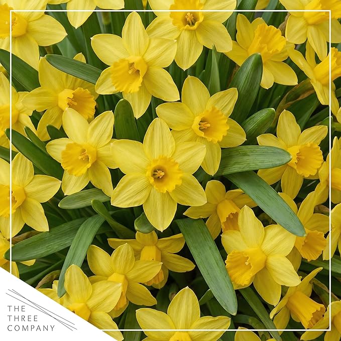 Live Flowering Daffodil (4 Per Pack) - Yellow, Beautiful Spring Bulbs, Ships Dormant in 1 Pint Pot, Blooms in 2-3 Weeks