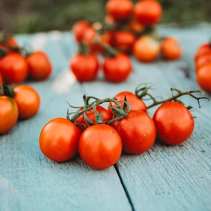 Tommy Toe Tomato - 50 Seeds - Rare Heirloom Cherry Tomato, Open-Pollinated Variety, Non-GMO Large Red Cherry Tomato Seeds for Planting in The Home Garden, Thresh Seed Company