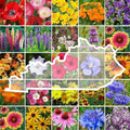 Eden Brothers Kentucky Wildflower Mixed Seeds for Planting, 1/4 lb, 120,000+ Seeds with Black Eyed Susan, Cosmos | Attracts Pollinators, Plant in Spring or Fall, Zones