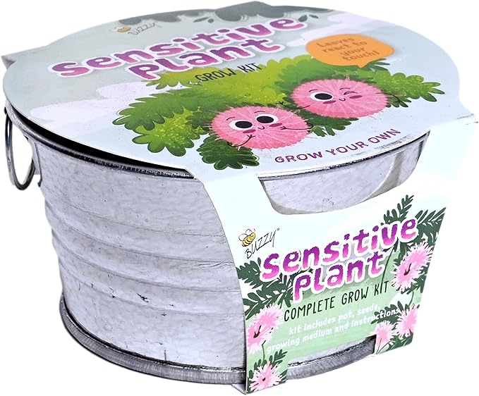 BUZZY Seeds Sensitive Plant Grow Kit – Mini Basin Touch Reactive Plant Starter Set with Moving Leaves, Indoor Gardening Gift and DIY Home Project