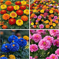1200+ Mix Color Marigold Seeds for Planting - African Marigold Seeds French Marigold Non-GMO Heirloom Garden Flower to Plant Open Pollinated Annual Flowers
