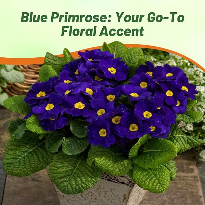 Outsidepride Blue Common Primrose Seeds - 200 Pcs Perennial, Hardy, Easy to Grow & Low Maintenance Flower Seeds for Planting Vibrant Soft Blue Blooms, for Containers, Borders & Erosion Control