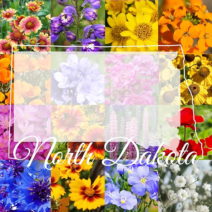 North Dakota Wildflower Seed Mix, 1 lb Covers 3,200 sq ft, Multi-Color Blooms, Spring and Fall Planting (1/4 Pound)