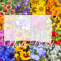 North Dakota Wildflower Seed Mix, 1 lb Covers 3,200 sq ft, Multi-Color Blooms, Spring and Fall Planting (1/2 Pound)