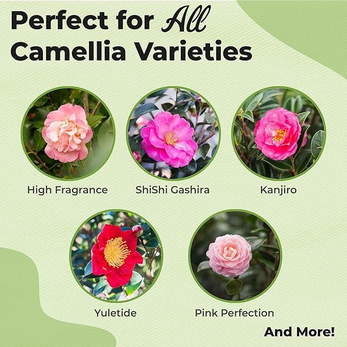 Liquid Camellia Fertilizer by Perfect Plants | The Best Fertilizer for All Outdoor Camellia Shrub Plant to Enhance Blooms & Boost Colors | Improves Missing Flower Nutrient Levels