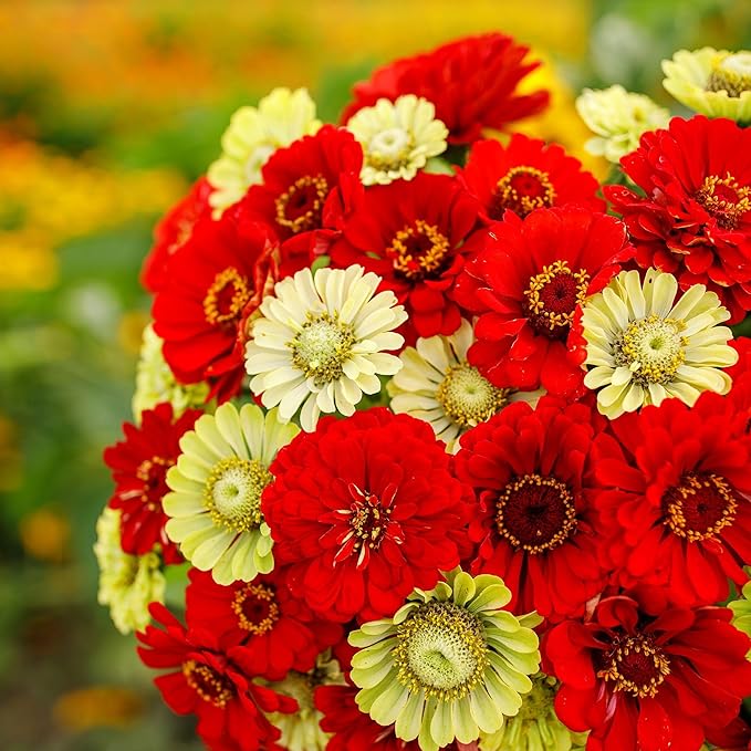 Eden Brothers Zinnia Seeds - Christmas in July Mix, Non-GMO Seeds for Planting, Packet | Low-Maintenance Flower Seeds, Plant During Spring, Zones 3, 4, 5, 6, 7, 8, 9, 10