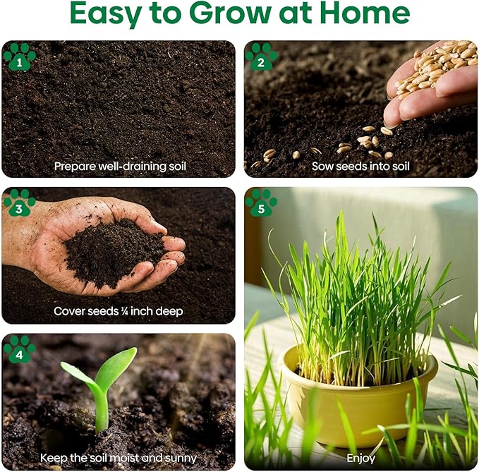 Cat Grass Seeds, 16 OZ, Grown in The USA for Indoor Cats, Non-GMO, 1 Pound