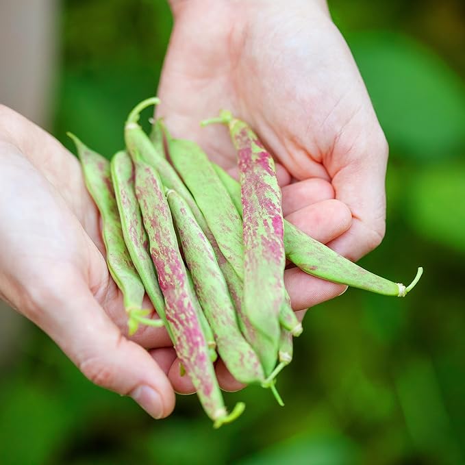 Organic Pinto Bean Seeds - USDA Organic, Non-GMO, Open Pollinated, Heirloom, USA Origin (5 Packets - 100 Grams - Approx 180 Seeds)