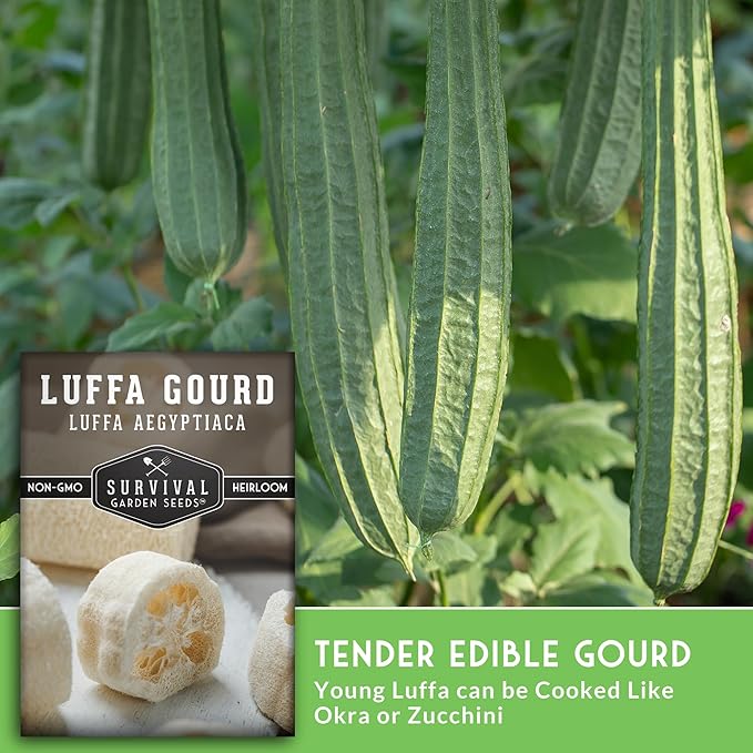 Survival Garden Seeds - Luffa or Loofah Seed for Planting - 1 Packet with Instructions to Plant and Grow Ornamental Gourds in Your Home Vegetable Garden - Non-GMO Heirloom Variety
