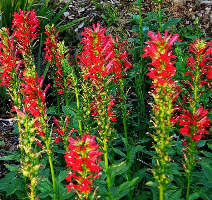 100PCS Cardinal Flower Seeds Red Lobelia Cardinalis Hummingbird Garden Plant Seeds