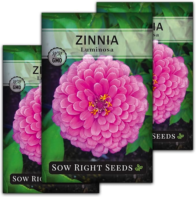 Sow Right Seeds - Luminosa Zinnia Flower Seeds for Planting - Non-GMO Heirloom Packet with Instructions to Grow - Heat & Drought Resistant - Huge Pink Blossoms - Beautiful to Plant in Your Garden (3)