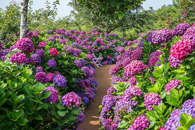 100+ Mix Hydrangea Seeds for Planting Macrophylla Giant Snowball Bonsai Hydrangea Fast Growing Shrub