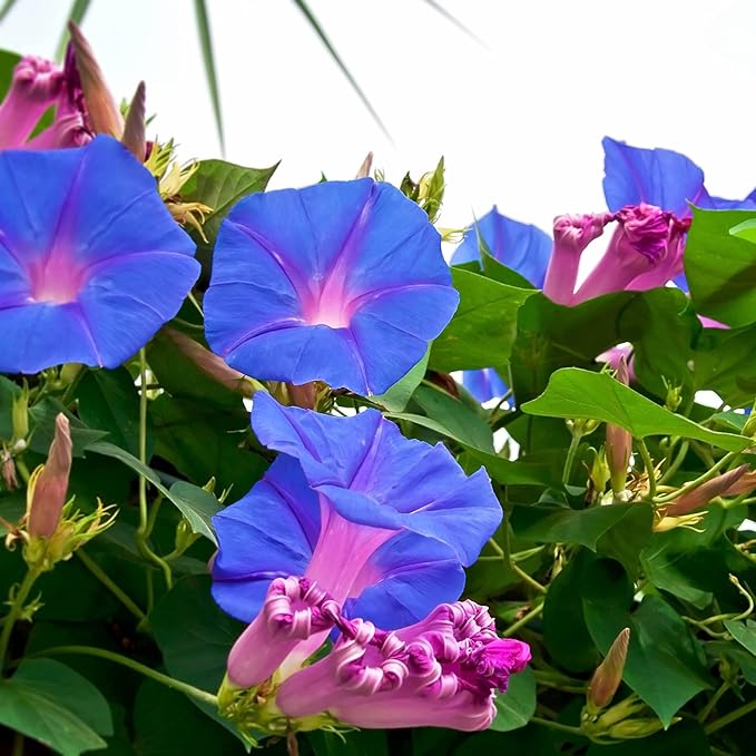 Park Seed Morning Glory Vine Flower Plant Seeds, Easy to Grow, Perfect for Spring Garden, Grandpa OTT, Pack of 50