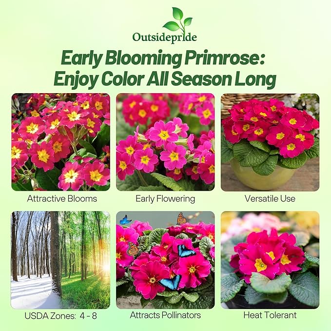 Outsidepride Danessa Pink Shades Common Primrose Seeds - 25 Pcs Annual, Hardy, Easy to Grow & Low Maintenance Flower Seeds for Planting Vibrant Blooms, for Containers, Borders & Erosion Control