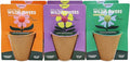 BUZZY Seeds Wildflower Seed Ball Cup 6-Pack – Over 50 Seeds Per Ball, Colorful Decorative Seed Balls in Biodegradable Cups with Growing Medium – Indoor Gardening Gift Set