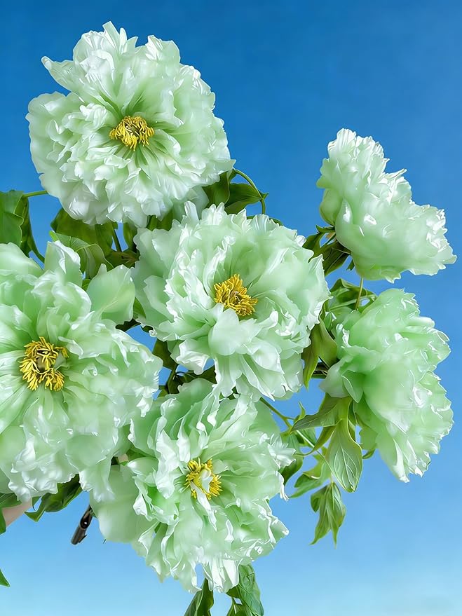 Double Peony Hibiscus grandiflorus Seeds for Planting, 206+pcs Rare Perennial Giant Hibiscus Grandiflorus Flower Seeds Plants, Non-GMO Heirloom Beauty Blooms Flowers for Home Garden Outdoors