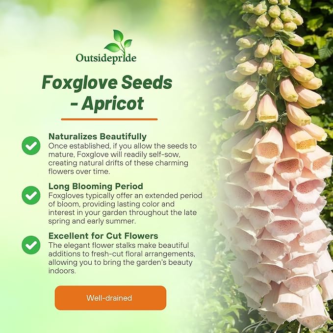 Outsidepride Digitalis Purpurea Apricot Beauty Foxglove Seeds – 5000 Pcs Biennial, Prolific, Tall Growing Flower Seeds with Pollinator-Friendly Blooms for Shaded Gardens & Outdoor Landscapes