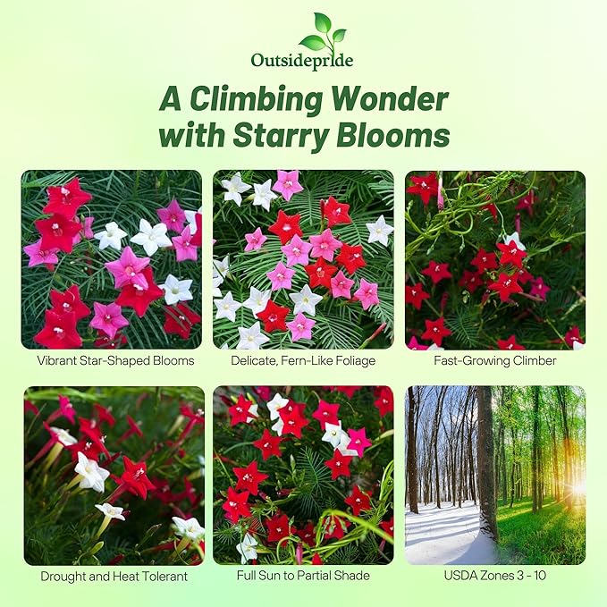 Outsidepride Mixed Cypress Vine Seeds - 100 Pcs Annual Flower Seeds with Nectar-Rich, Star-Shaped Flowers & Feathery, Fern-Like Leaves for Fences, Trellises, Pergolas & Vertical Gardens