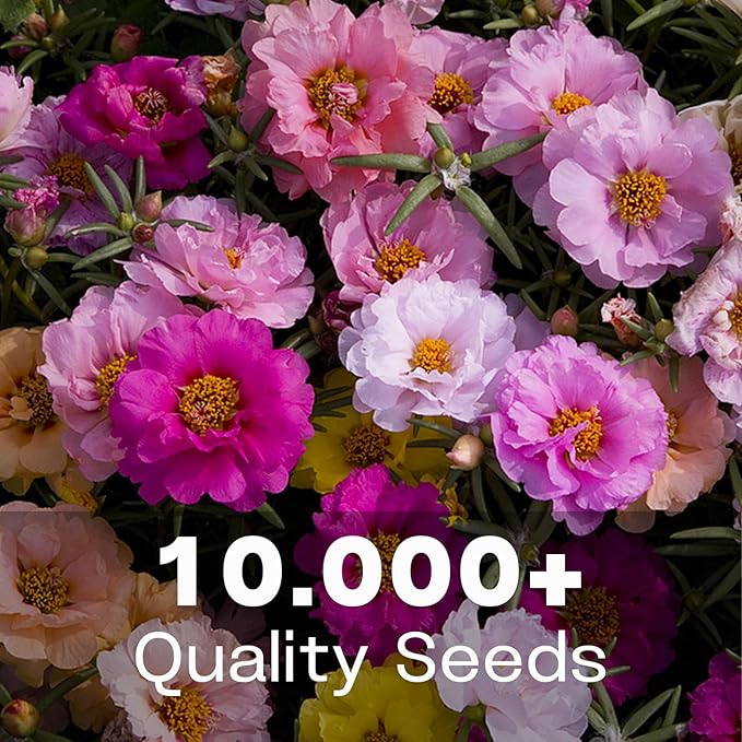 Portulaca Grandiflora & Moss Rose Seeds | 10,000+ Annual Non-GMO Heirloom Seeds for Planting Moss Roses, Rock Gardens & Climbing Roses | High Germination, Beginner-Friendly